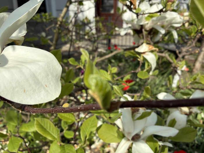 Das iPhone 16e hat keinen Makromodus. (Bild: Tobias Költzsch/Golem.de)